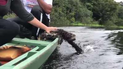 Sloth playing with water