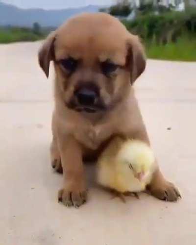 A puppy and a chick sleeping