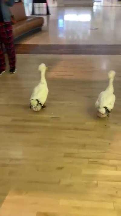 Saw these pets at the local mall. They had shoes, diapers, and a haircut. They listened to the couple.