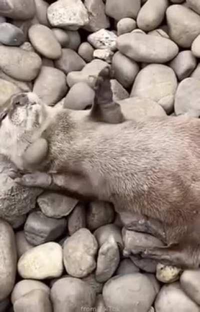 Adorable otter juggling a stone.