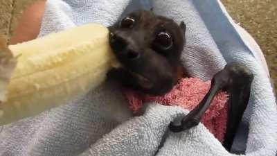 Bat eating a Banana.