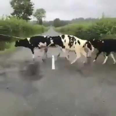 Calfs jumping over a white line