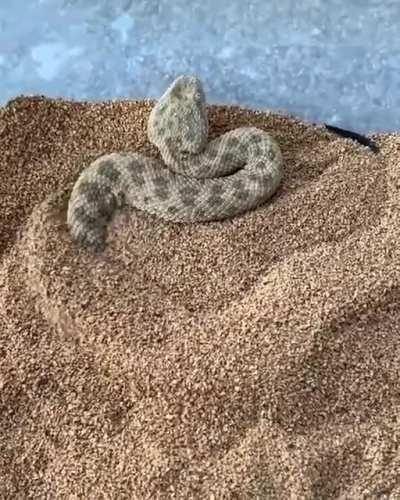 Sahara sand viper goes into hiding.