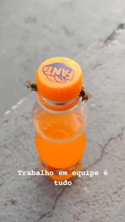 A couple of intelligent bees opening a bottle