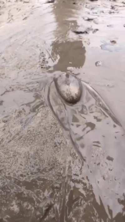 🔥 Large octopus moving into a hole on the beach