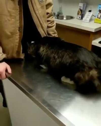 nervous kitty finding a comfortable place while at the vet