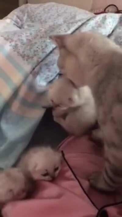 A mother cat bringing her kittens to her owner's bed as a sign of trust