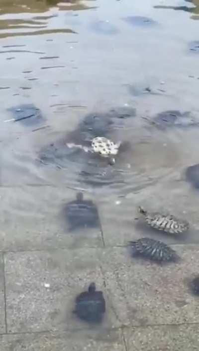 Turtles help their pal