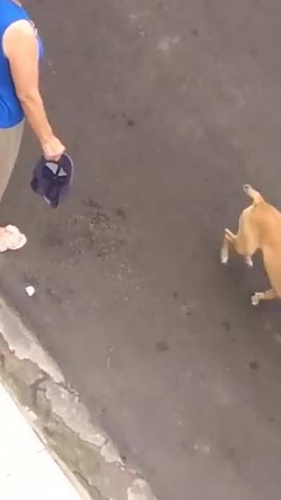 Nothing will stop this dog from protecting his owner