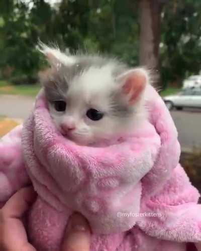 Do you want a purrito?