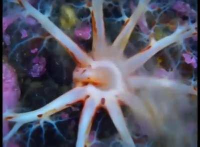 Sea Cucumber eating.