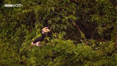 Pied Hornbill hunting Bats to feed his mate.