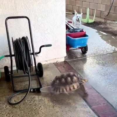 this tortoise having the time of its life with the hose!