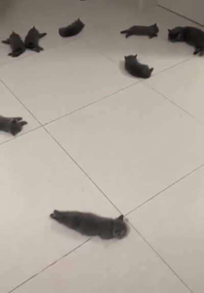 Mother cat littering all over the floor