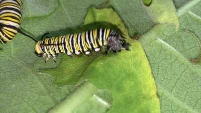 A monarch caterpillar molts a total of six times to become a butterfly. Four molts occur as a caterpillar, which is called the larval stage. It forms a chrysalis in the fifth molt, called the pupal stage. It emerges from the sixth molt as an adult butterf