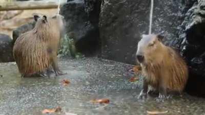 🔥 Capybaras enjoying a hot spring in Japan 🔥