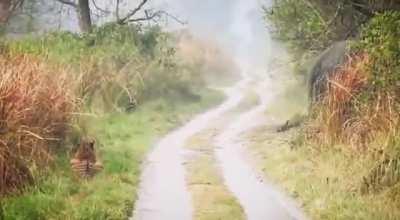 The tiger stopped and waited until the elephants crossed the road.