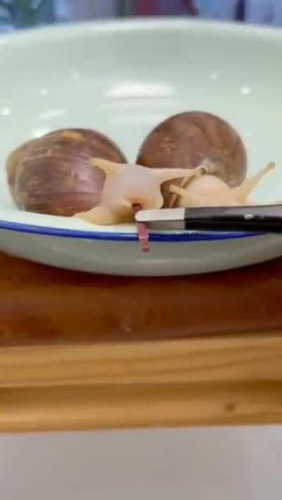 Snails eating beetroot