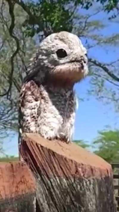 🔥 Potoo birds are cute and creepy at the same tune