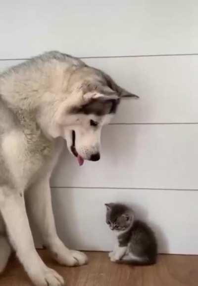 I’ll protect you little one