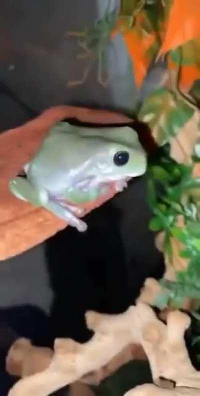 Dont mess with the frog