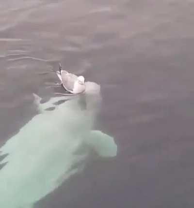 Cute Beluga whale wants to play with a Herring gull