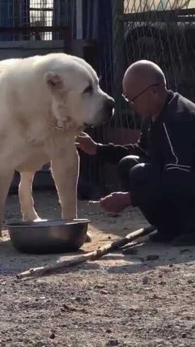 Dad feeding his cute and adorable dog