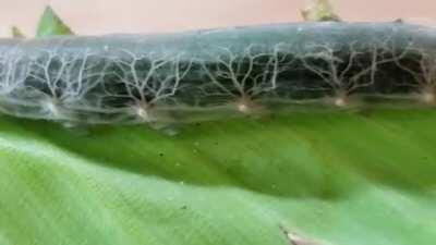 🔥 The veins in this clear-skinned Caterpillar