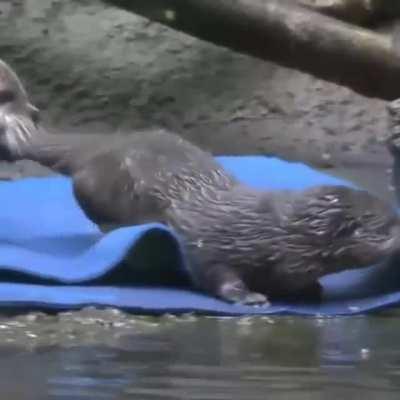 Mother otter teaching baby otter how to swim.