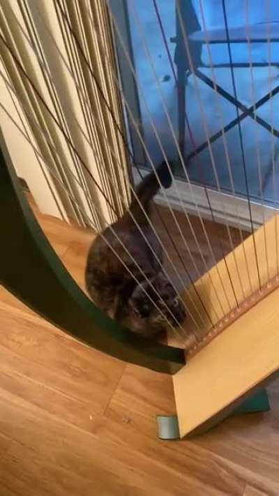 [OC] Harp Cat…