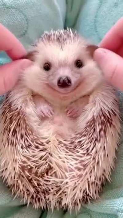 Lil happy porcupine!