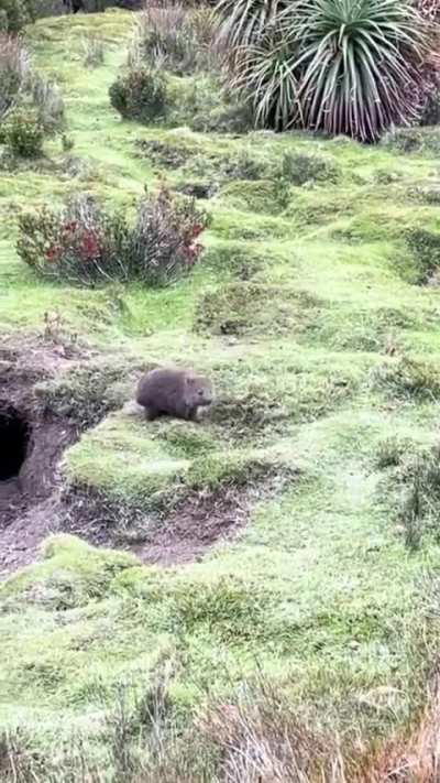 Baby wombat in Tasmania, Australia