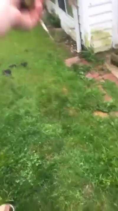 Dog decides to spontaneously catch a frog out of excitement