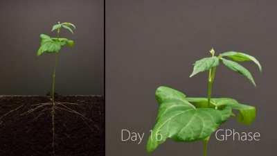 Bean in Soil 25 days Time-Lapse