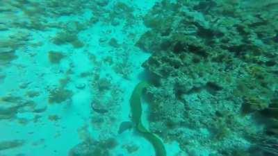 Eel scares diver