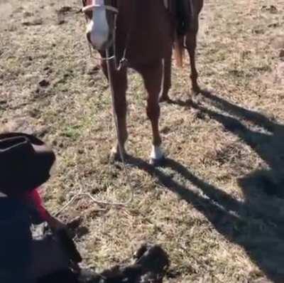 Horse protecting his cowboy during work