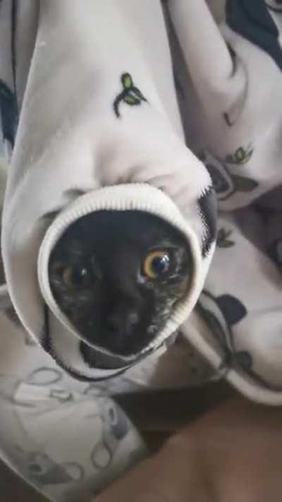 catstronaut