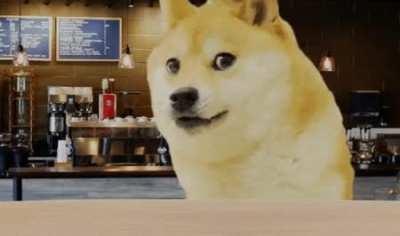 POV: doge looks at you nervously