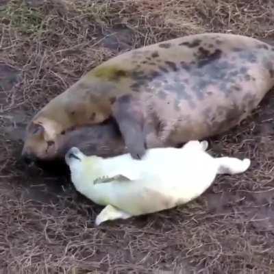 Mother Grey Seal Tickling her Pup.