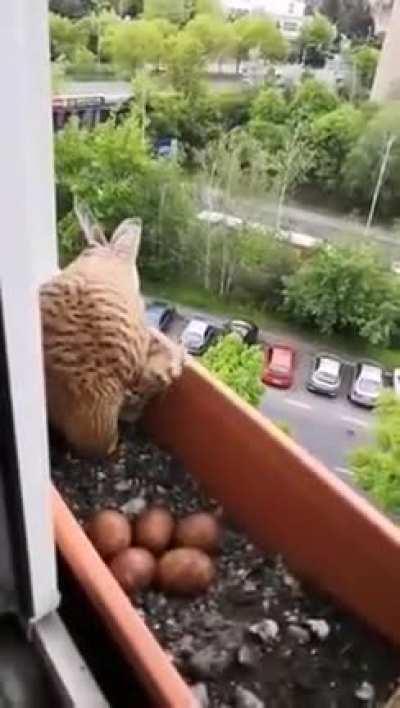 Feeding a Mother Hawk