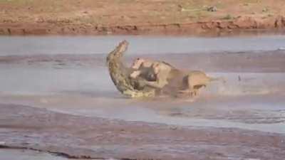 Crocodile vs. lions