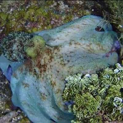 This octopus's color changing ability is something else.