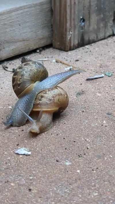 saw these two hilariously adorable snails yesterday 😂🐌 