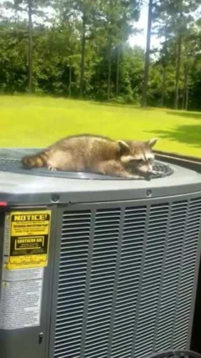 Stay cool raccoon