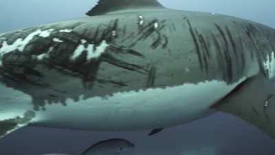 Battle-hardened Great White warrior spotted near Neptune Islands