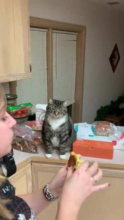 Cat pretends to eat grilled cheese sandwich