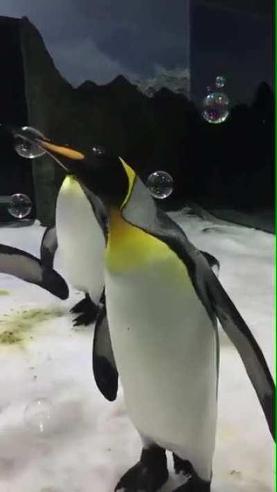 Penguins playing with bubbles