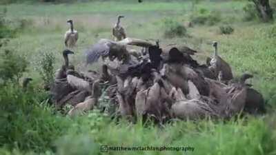 The way these vultures wait their turn - This was the most interesting thing I've witnessed as a wildlife photographer.