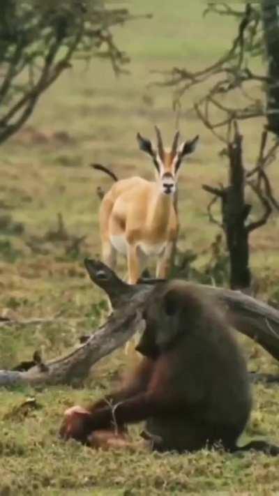 Mother Antelope watches her child get eaten by a baboon