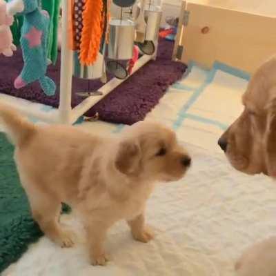 Golden Retriever puppy wants his Mom to play!